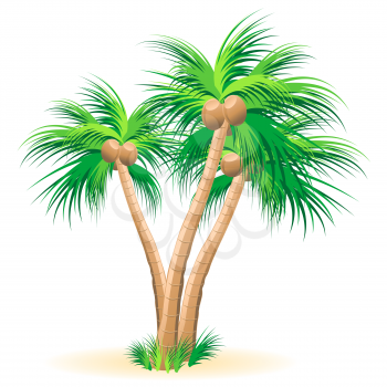 Tropical palm trees illustration on a white background