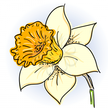 Hand drawn illusthration of daffodil (narcissus )