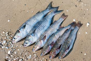 fresh brushed fish ready for cooking on a damp sand