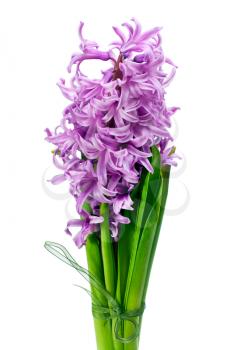 colorful bouquet from hyacinth arrangement centerpiece isolated on white background