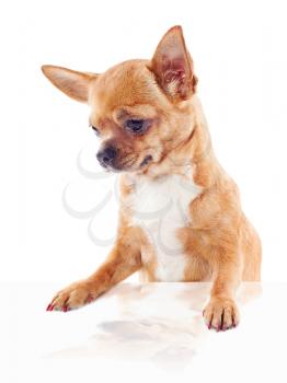 red chihuahua dog isolated on white background