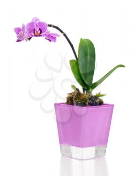 rare miniature orchid arrangement centerpiece in vase isolated on white background