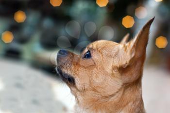 red chihuahua dog on bokeh background