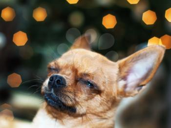 Red chihuahua dog on bokeh background.