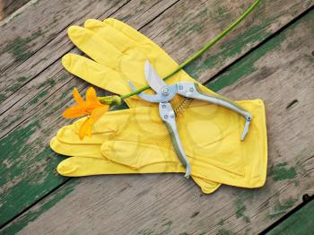 Yellow rubber gloves, lily and garden pruner on wooden background. Closeup.