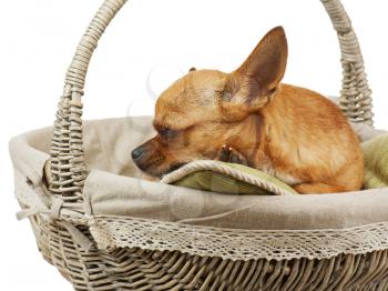 Sleeping red chihuahua dog in wicker basket. Closeup. 