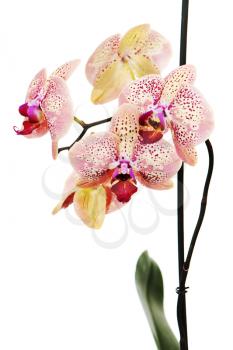 tiger orchid isolated on white background