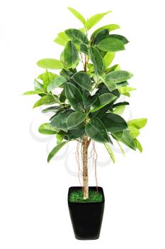 Royalty Free Photo of a Ficus Tree