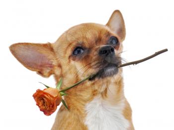 Royalty Free Photo of a Chihuahua With a Rose