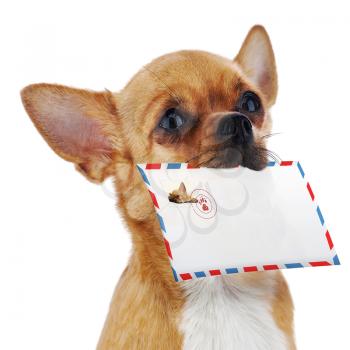 Red chihuahua dog with post envelope isolated on white background. Closeup.