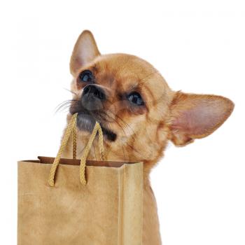 Red chihuahua dog with recycle paper bag isolated on white background. Closeup.