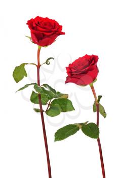 Red roses isolated on white background.  Closeup.