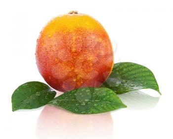 Ripe red blood oranges with green leaves isolated on white background. Closeup.