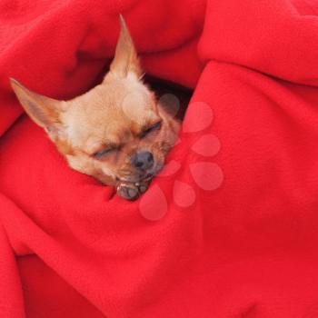 Sleeping chihuahua dog on red background. Closeup.