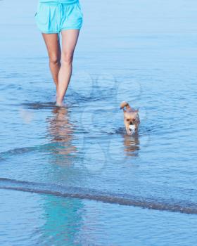 Woman legs and red chihuahua dog in sea water.