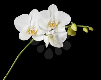 Three day old white orchid on black background. Closeup.