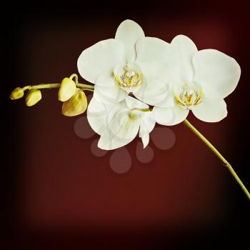 Three day old white orchid with retro filter effect.