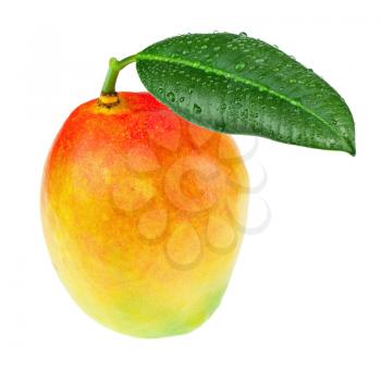 Fresh mango fruit with green leaves isolated on white background. Closeup.