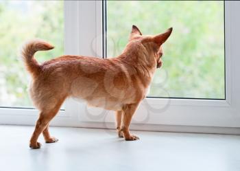 Red chihuahua dog standing on window sill and looks into the distance.