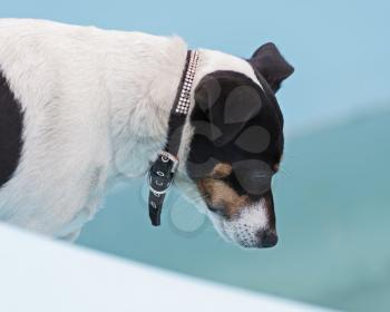 Jack Russell Terrier dog on the beach in swimmingpool. Closeup.