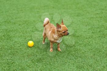 Red chihuahua dog on green grass. Selective focus.