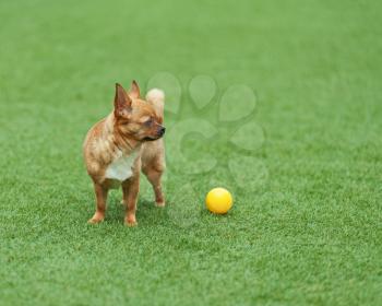 Red chihuahua dog on green grass. Selective focus.