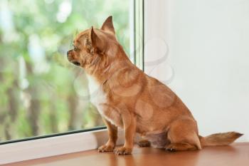 Red chihuahua dog sitting on window sill and looks into the distance.
