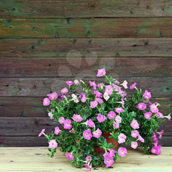 Pink petunia flowers in flowerpot on wooden background. Closeup.