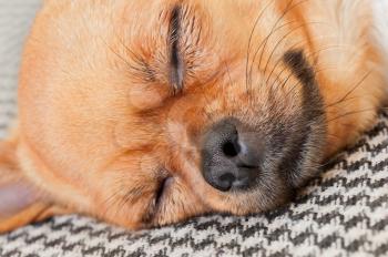 Sleeping Red Chihuahua Dog on Shemagh Pattern Background. Closeup. Macro Shot.