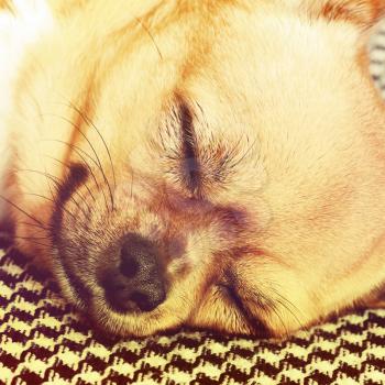 Sleeping Red Chihuahua Dog on Shemagh Pattern Background. With Retro Effect Filter.