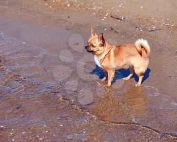 Red Chihuahua Dog on Nature Background. Sand and Sea.