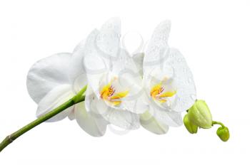 Five day old white orchid with water droplets isolated on white background. Closeup.
