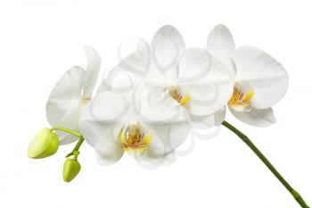 Ten day old white orchid isolated on white background. Closeup.