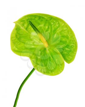 Green anthurium isolated on white background. Closeup.