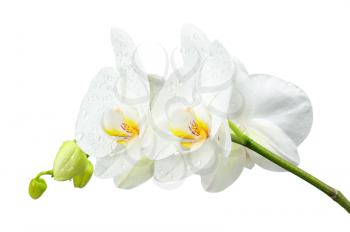 Blooming twig of white orchid isolated on white background.