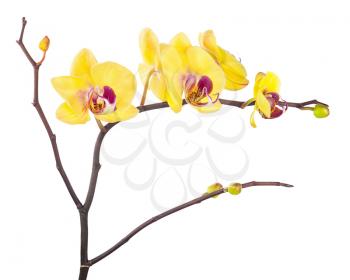 Blooming twig of yellow purple orchids isolated on white background.