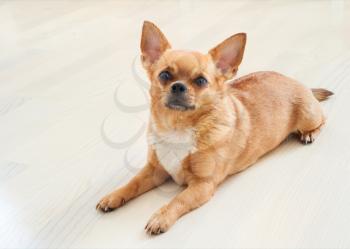 Red chihuahua dog on wooden background. Closeup.