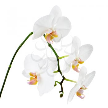 Seven day old orchid isolated on white background. Closeup.