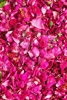 Background of dried pink rose petals for for tea and alternative medicine.