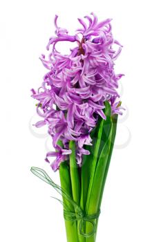Colorful bouquet from hyacinth flowers arrangement centerpiece isolated on white background.

