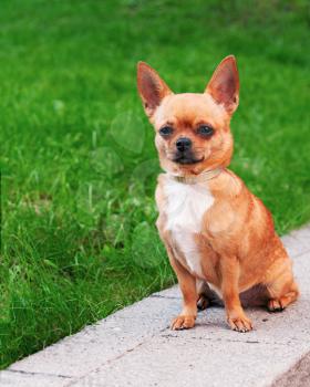 Red chihuahua dog sitting on green grass and looking ahead.