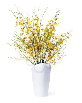 Very rare kind of miniature orchids arrangement centerpiece in vase isolated on white background.