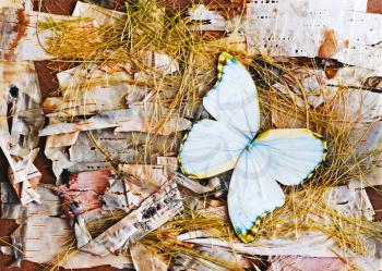 Abstract composition of butterflies, birch bark and straw.