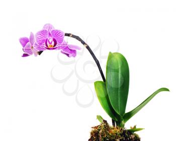 violet orchid arrangement centerpiece isolated on white background