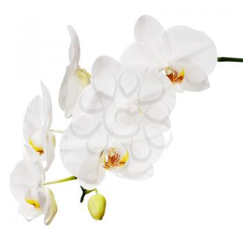 White orchid isolated on white background. Closeup.
