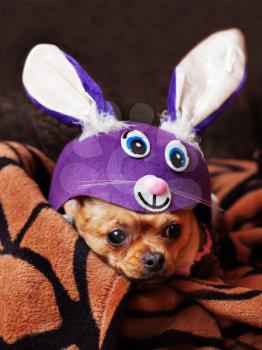 Red chihuahua dog dressed as a rabbit. Closeup.