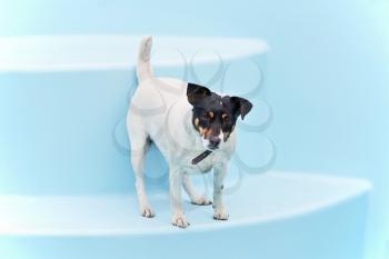 Jack Russell Terrier dog on the beach in swimmingpool. Closeup.