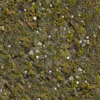 Mossy Wall. Seamless Tileable Texture.