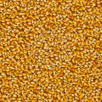 Yellow Corn Beans Background. Seamless Tileable Texture.