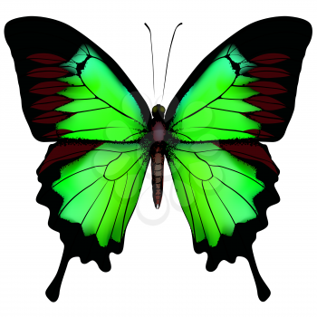 Vector illustration of beautiful green butterfly  isolated on white background 